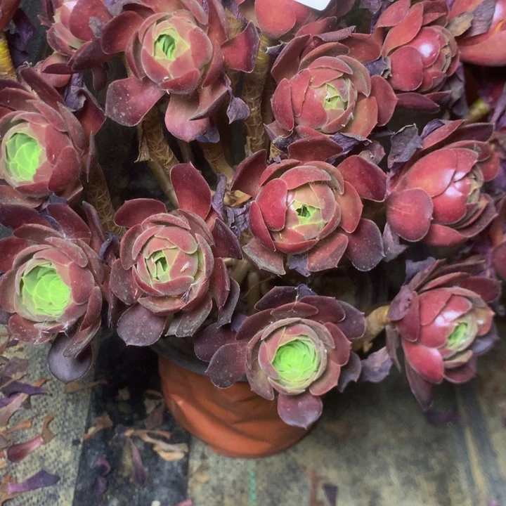 913荷兰玫瑰多肉植物