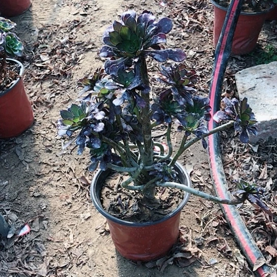 黑法妖桩多肉植物10