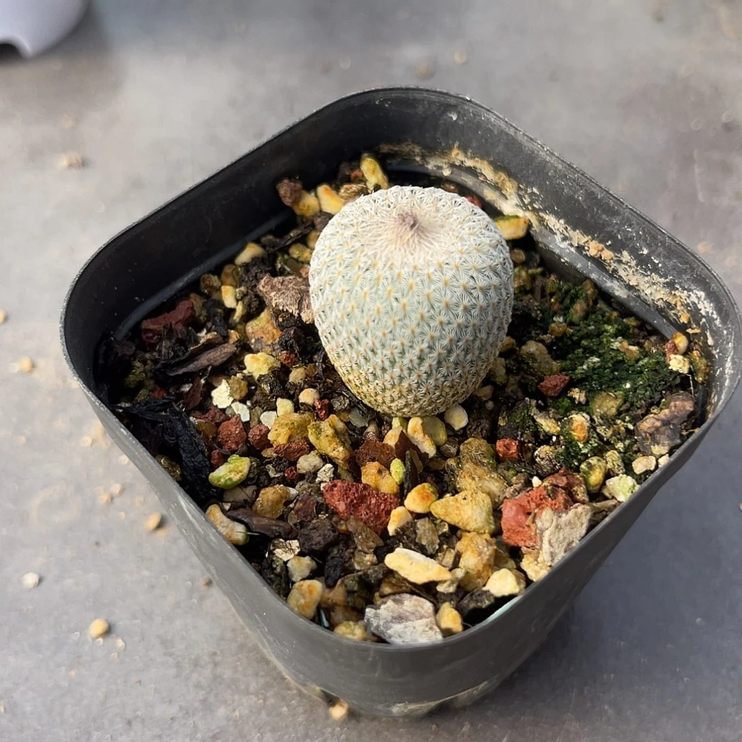 实生月世界仙人球一物一拍