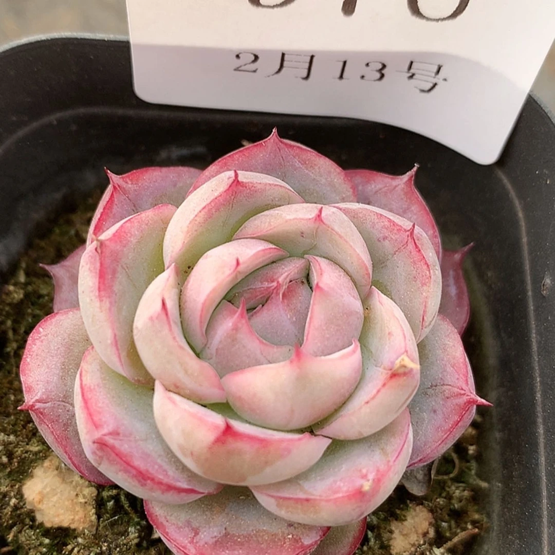 【闪购商品】云976