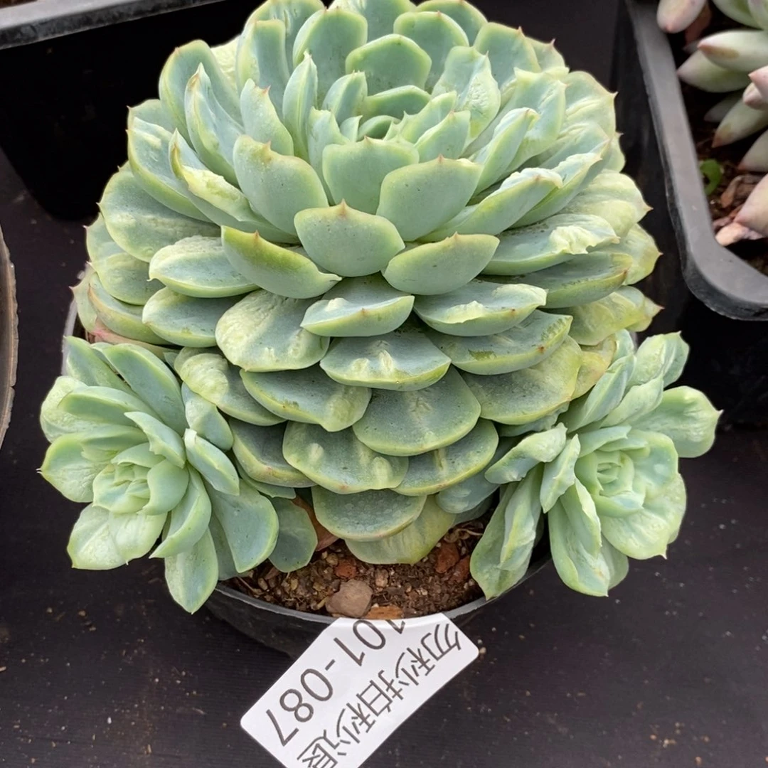 两单包邮1101-87泡泡纱裙