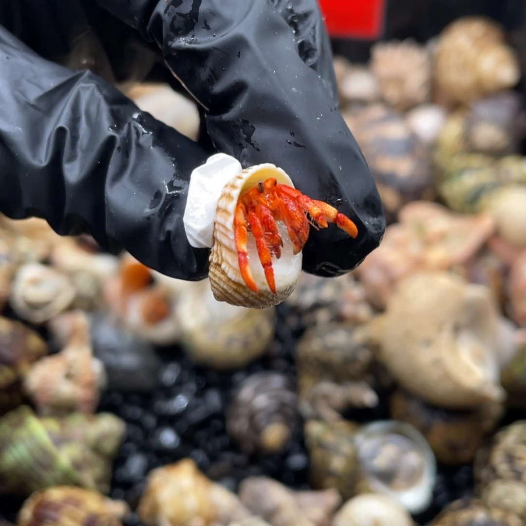 不退不换谢谢支持34