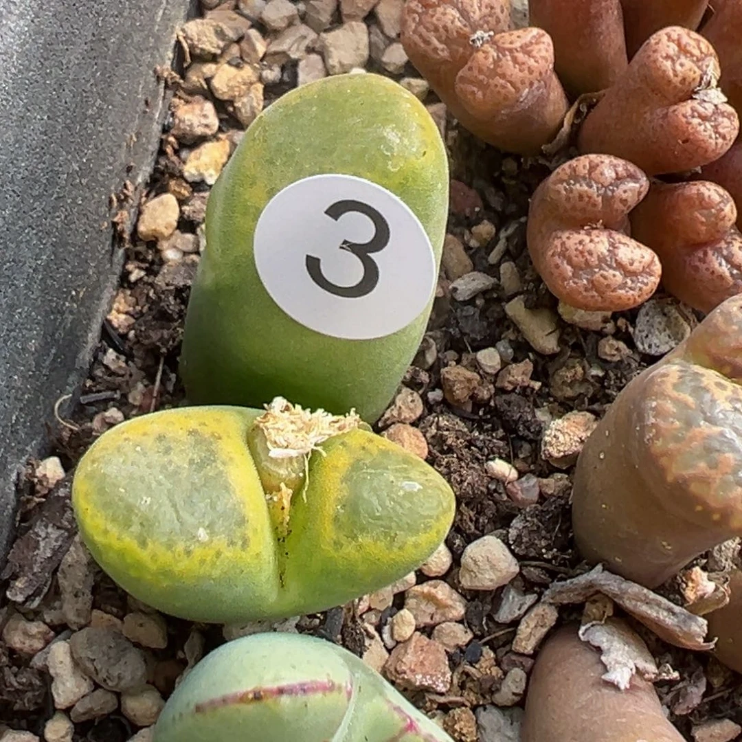 青*多肉植物111111111111111