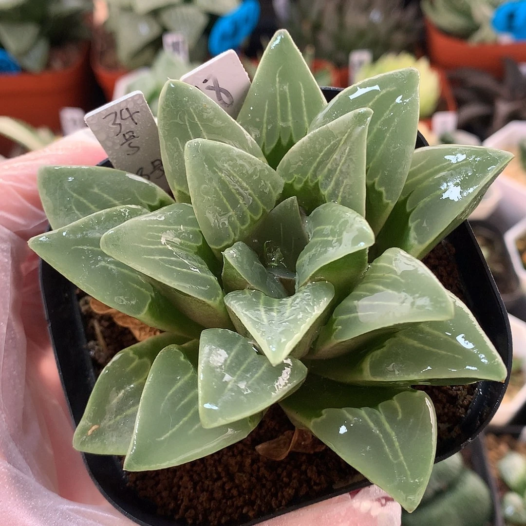 18号实生寿带盆土