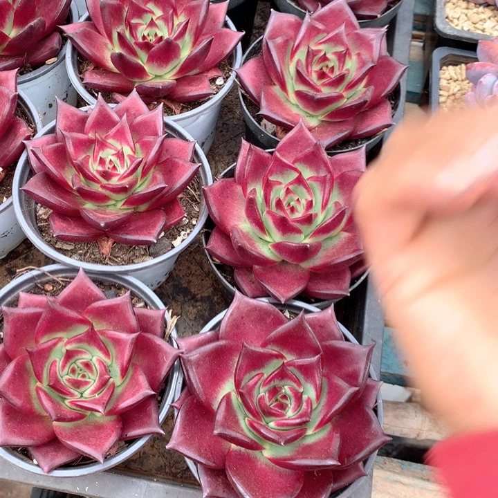 罗宾2颗两单包邮多肉植物