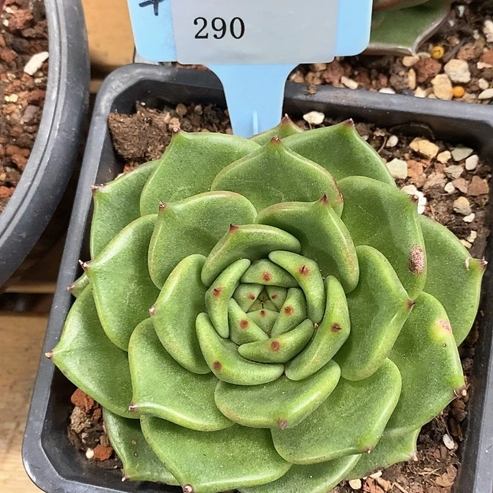 290-直播福利东云