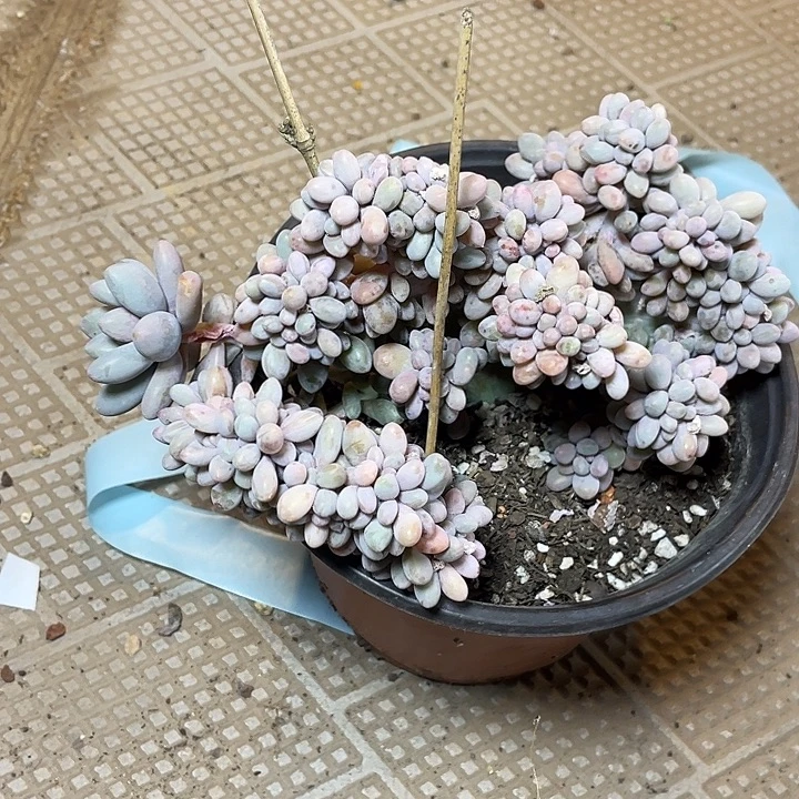 蜜***剧汤圆缀化满20包邮脱土发货