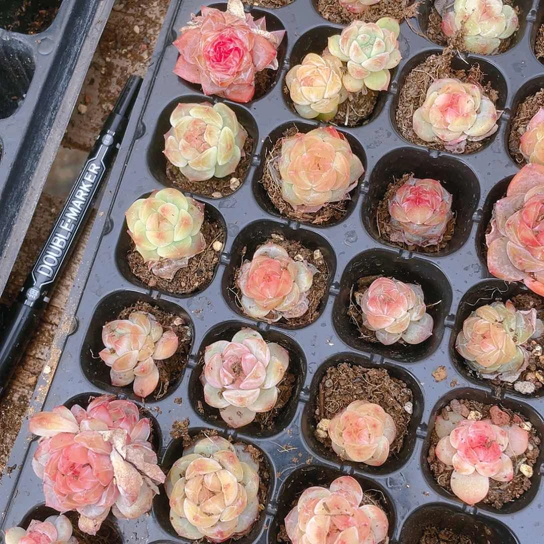 糖心5号穴一个满25包邮