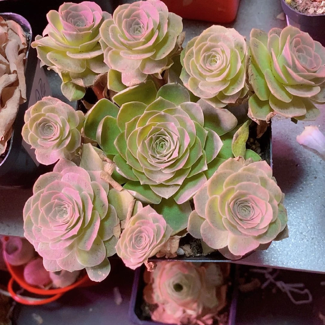 紫娃娃飘枝易断介意勿拍0066