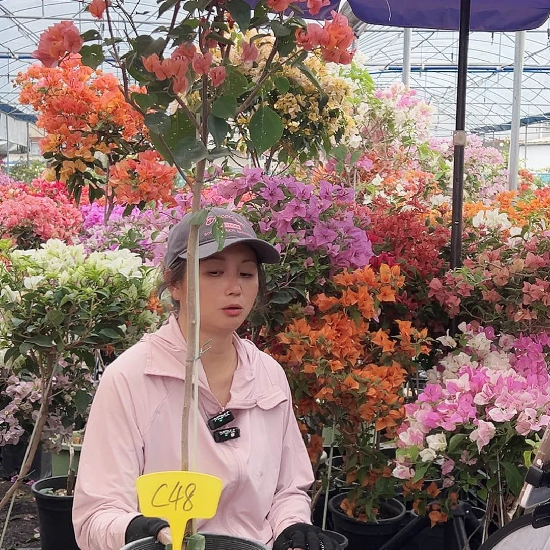 大部分花苞少量开放C48棒棒糖