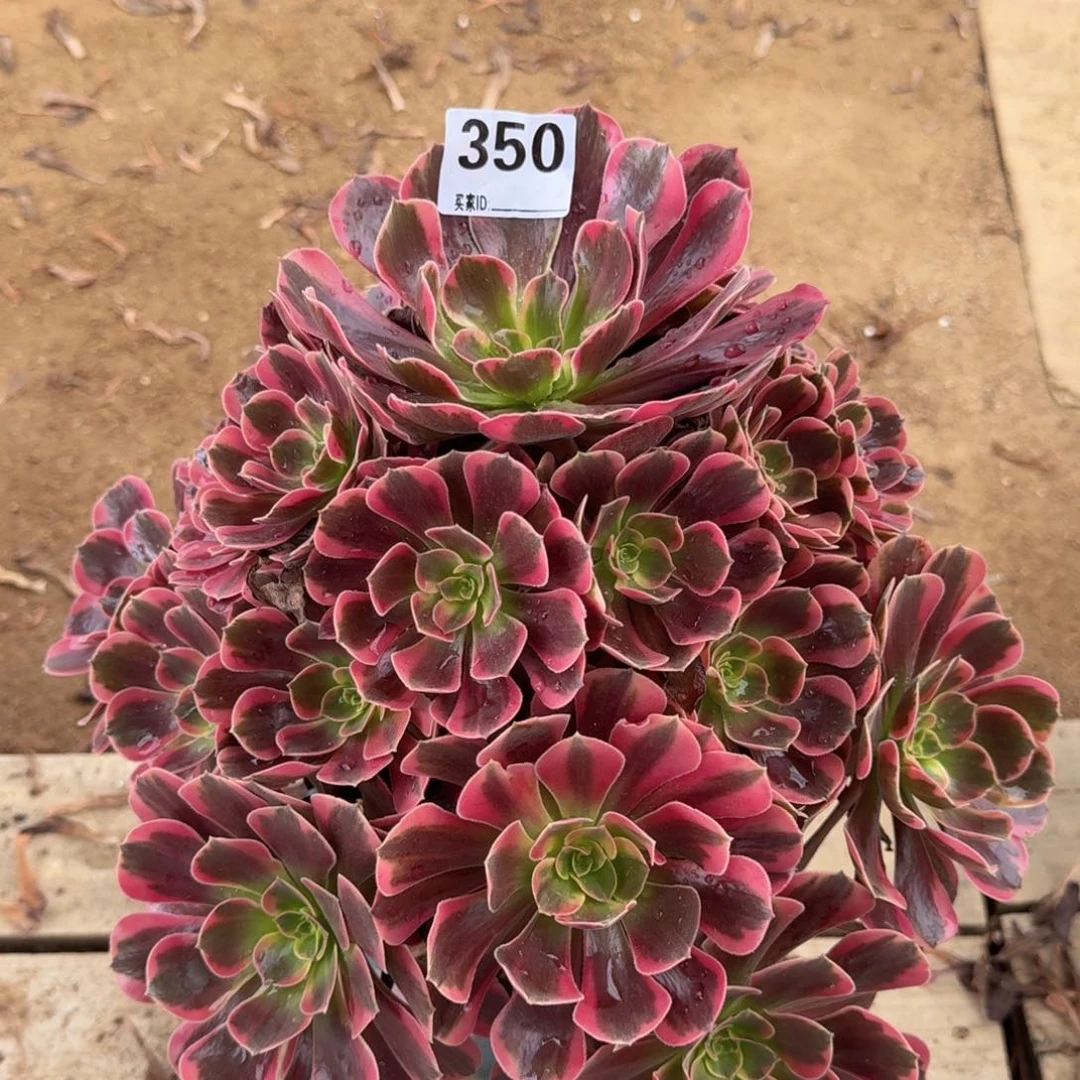 350凤冠多肉植物