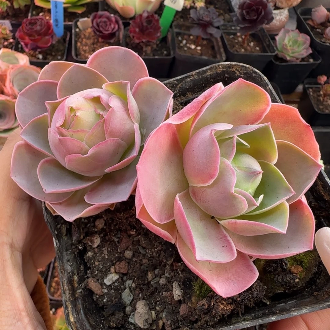 L556半城玫瑰紫月两颗不含盆土
