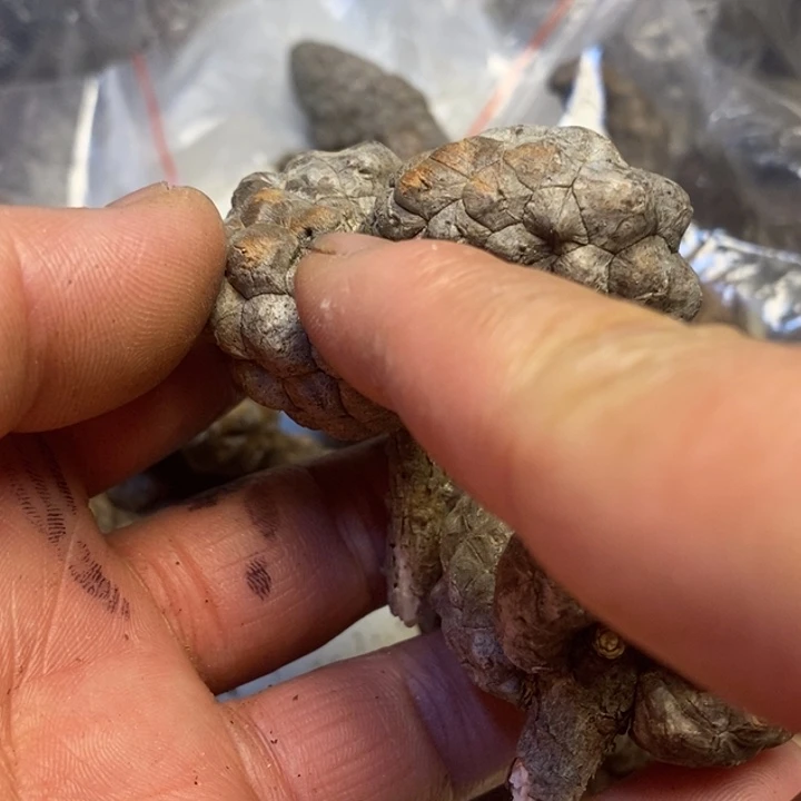 吊坠文玩核桃东北特产184