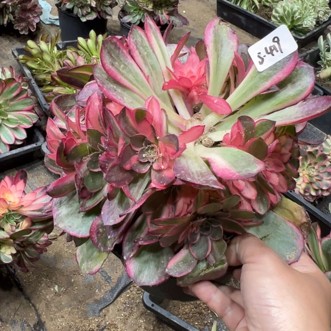419黑魔锦多肉植物