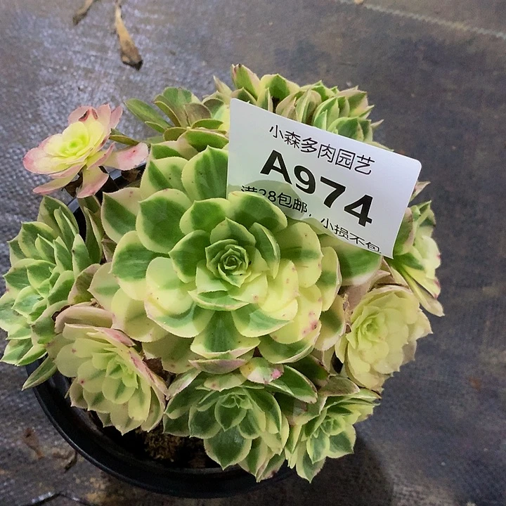 乄****ツ972海王不包生死