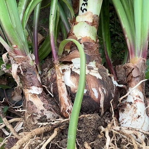 阿*姐杂交坨开花无售后