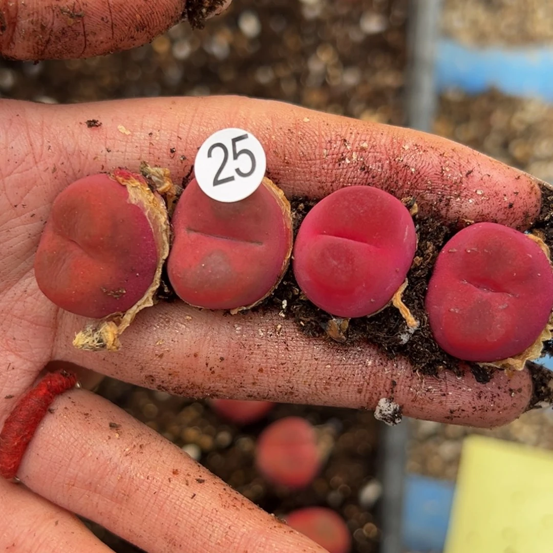 啦**啦多肉植物111111111111111111