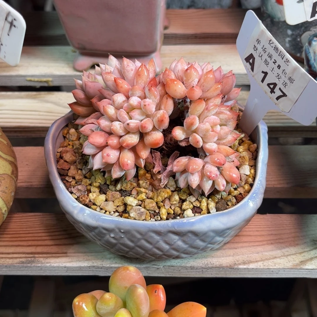 明珠duinvnvnvnvnvlvma