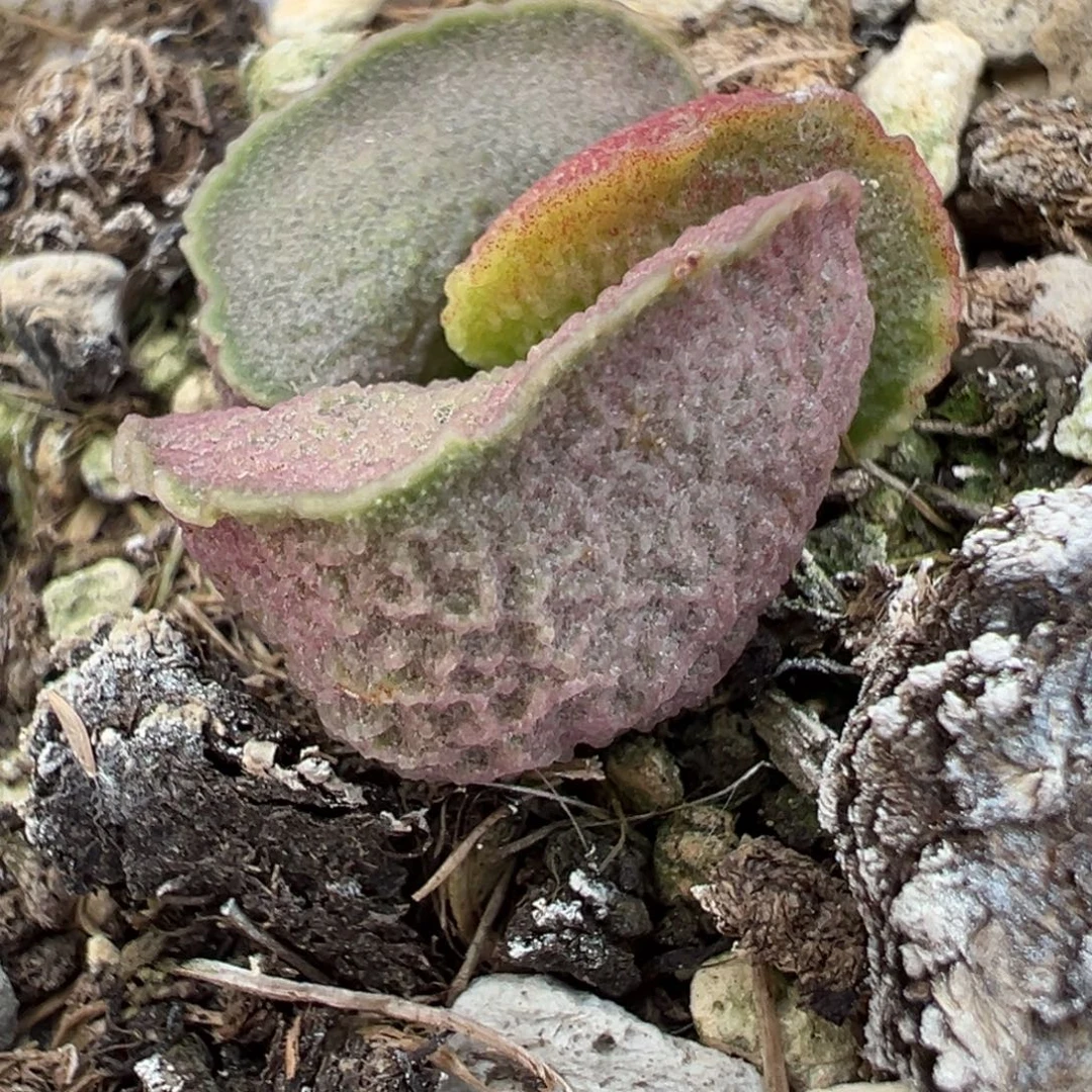 实生新品多肉植物水泡