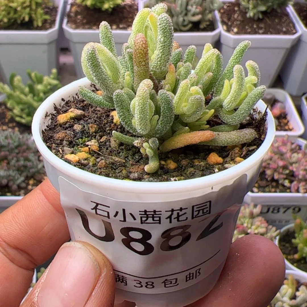 多肉植物枝干不知名