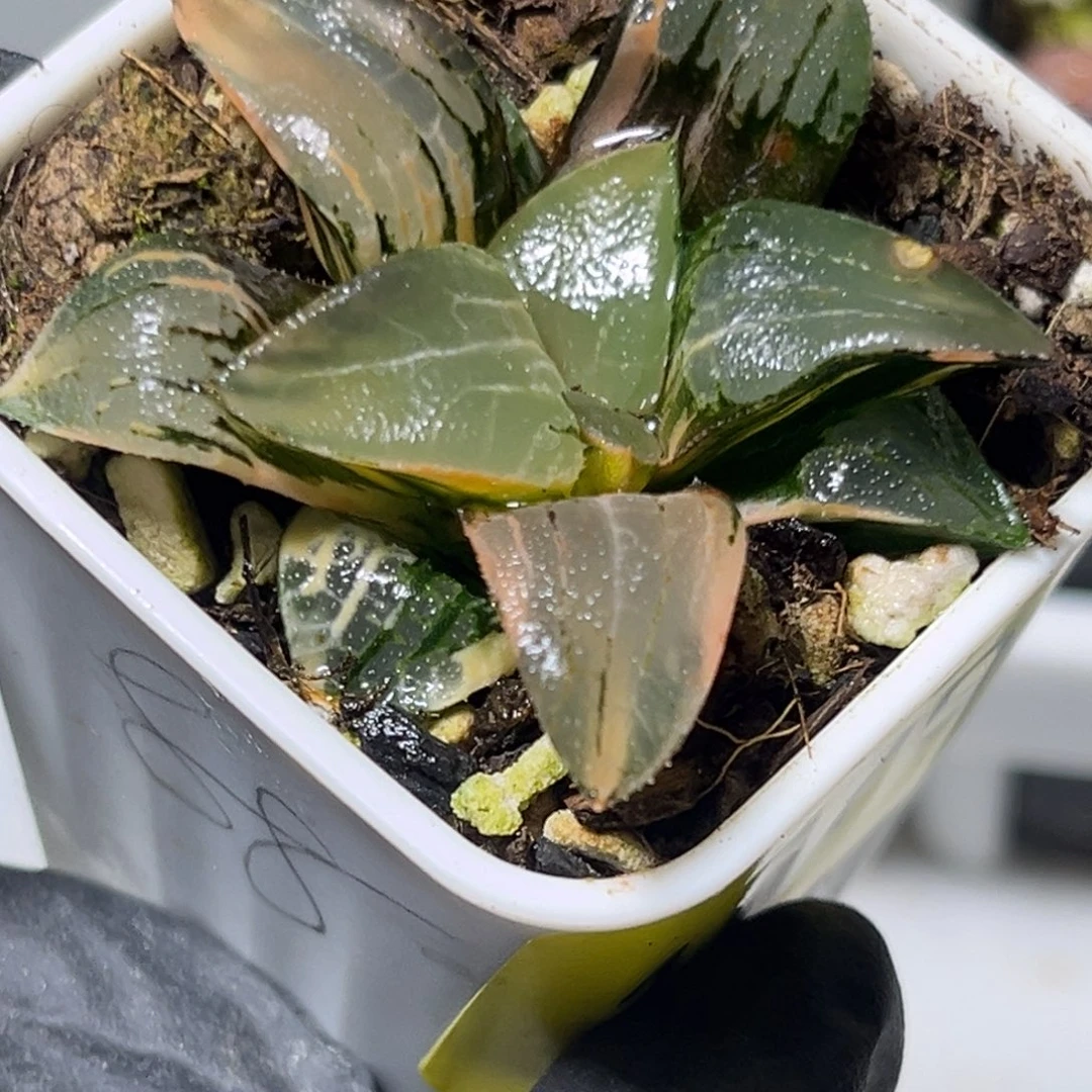 十二卷多肉植物1579冰河寿