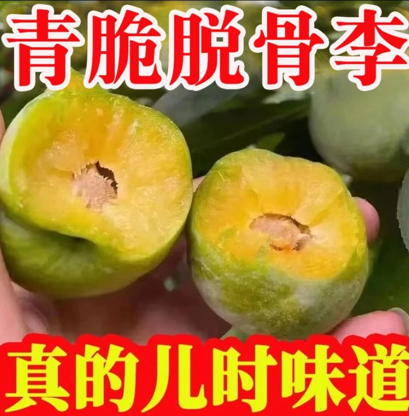 【顺丰空运包邮】正宗农户土李子脱骨李，现摘现发