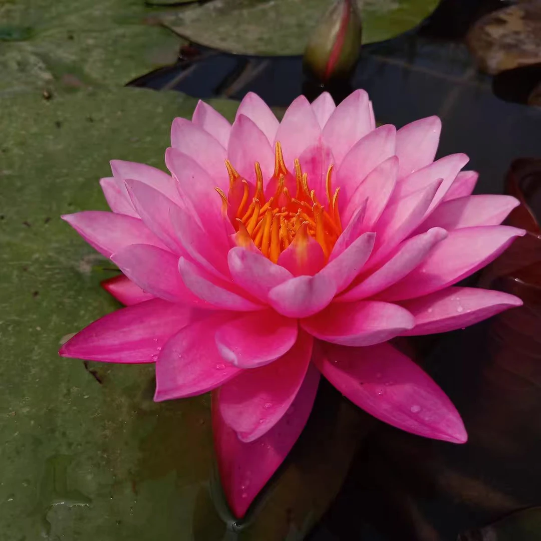 曼拉中大型耐寒睡莲花根茎盆栽园林园艺景观赏花苗带花苞庭院池塘