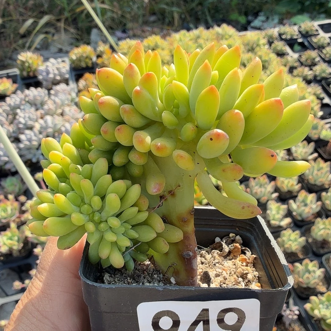 949青松缀满20包邮