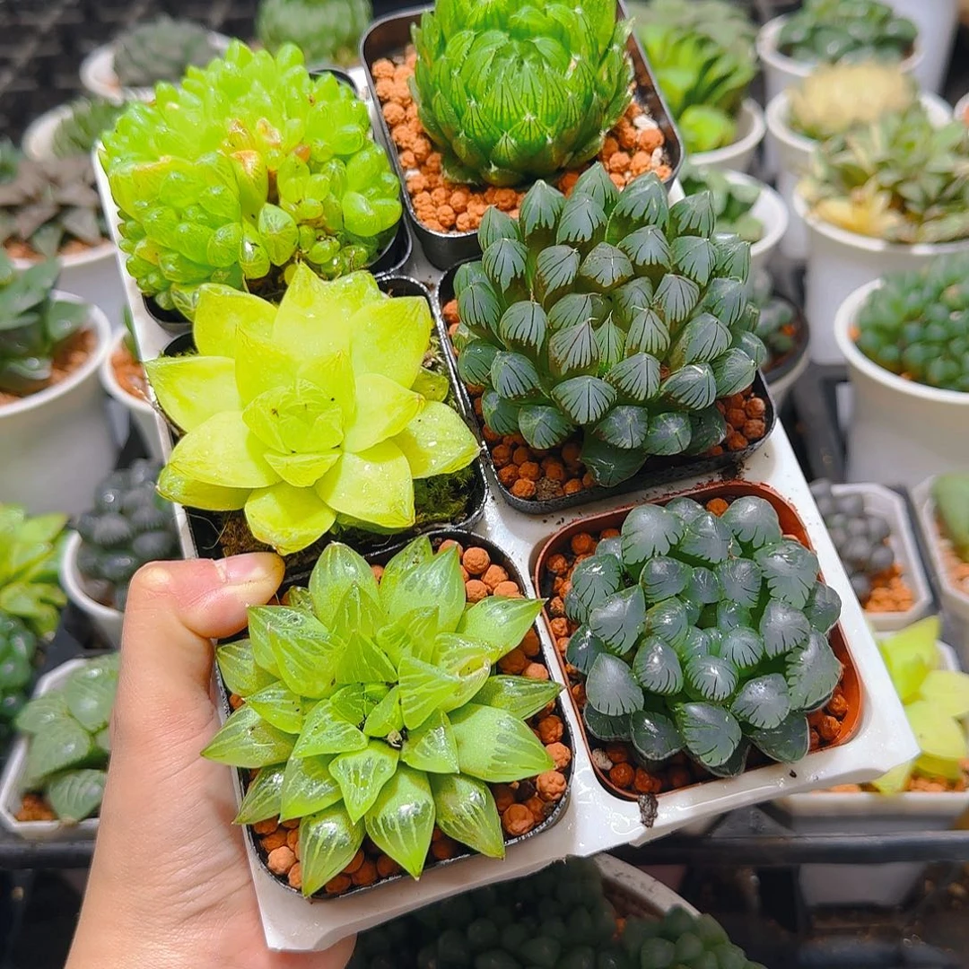 玉露六件套，多肉，原盆