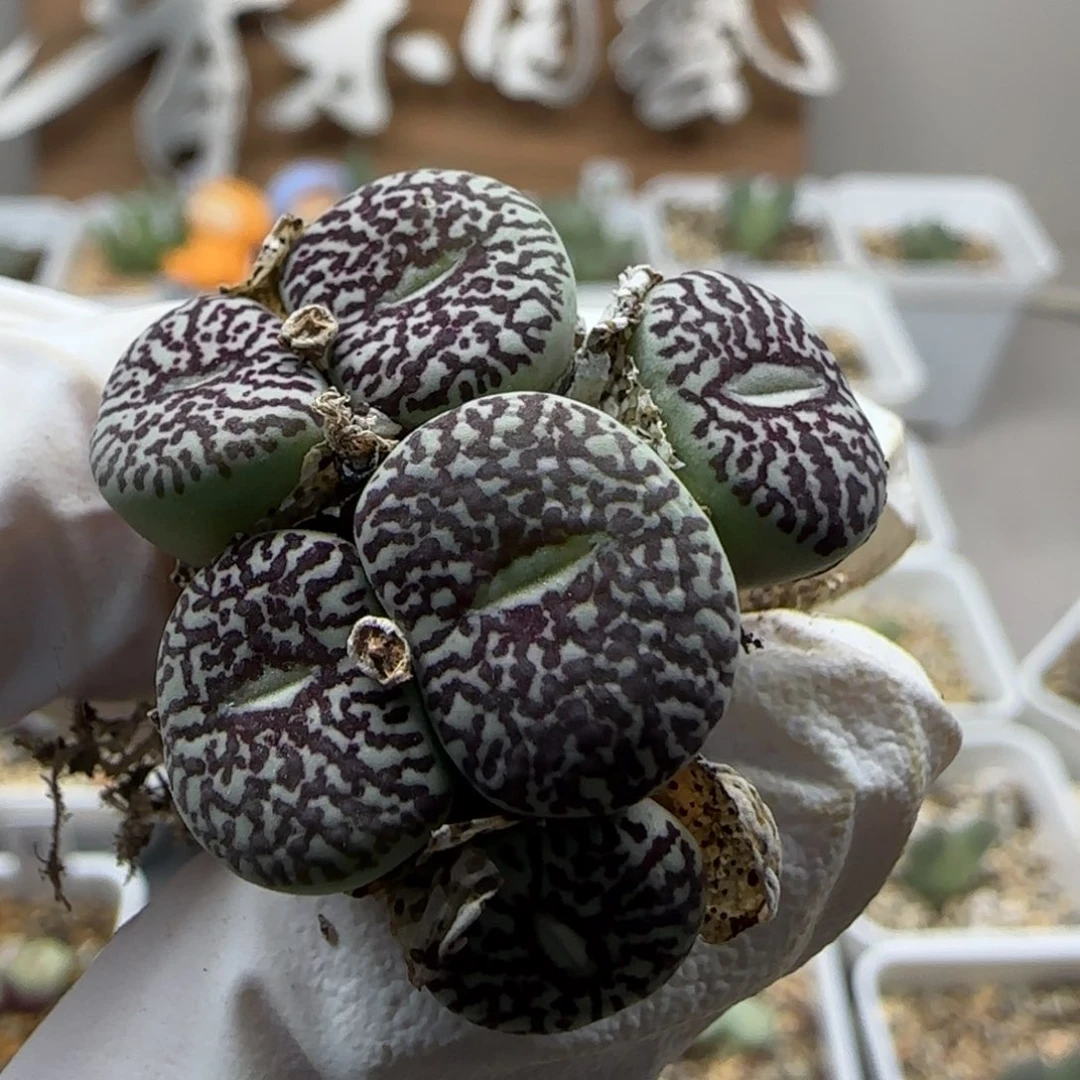 9-22-136当天满38包邮特选日系大型粗纹墨小锥母本单头1.3cm左右