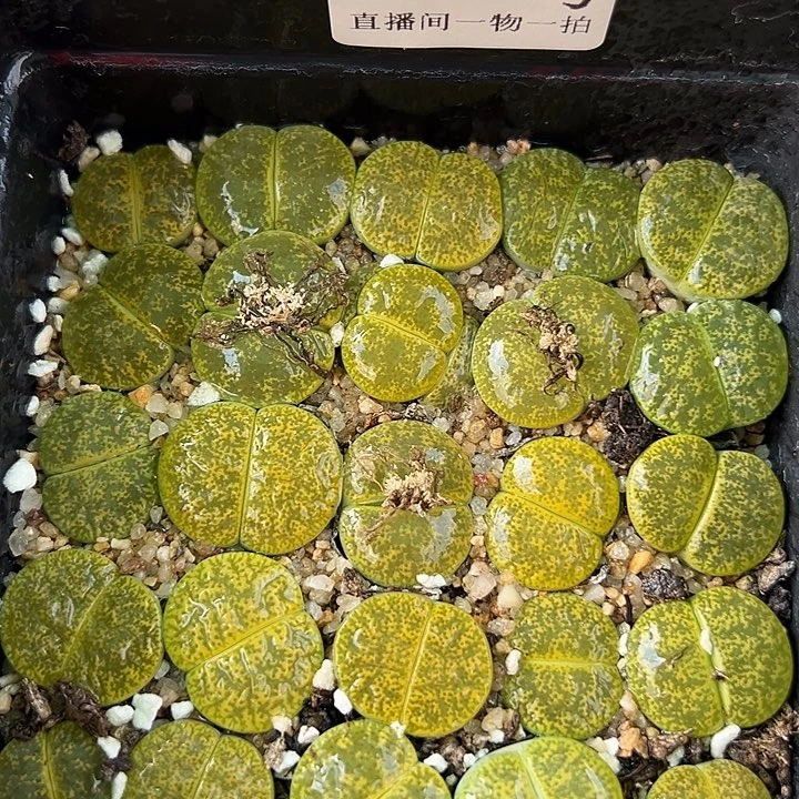 8887 好养易活生石花大母本10cm盆
