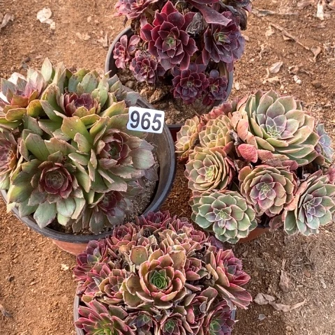 965四颗法师多肉植物