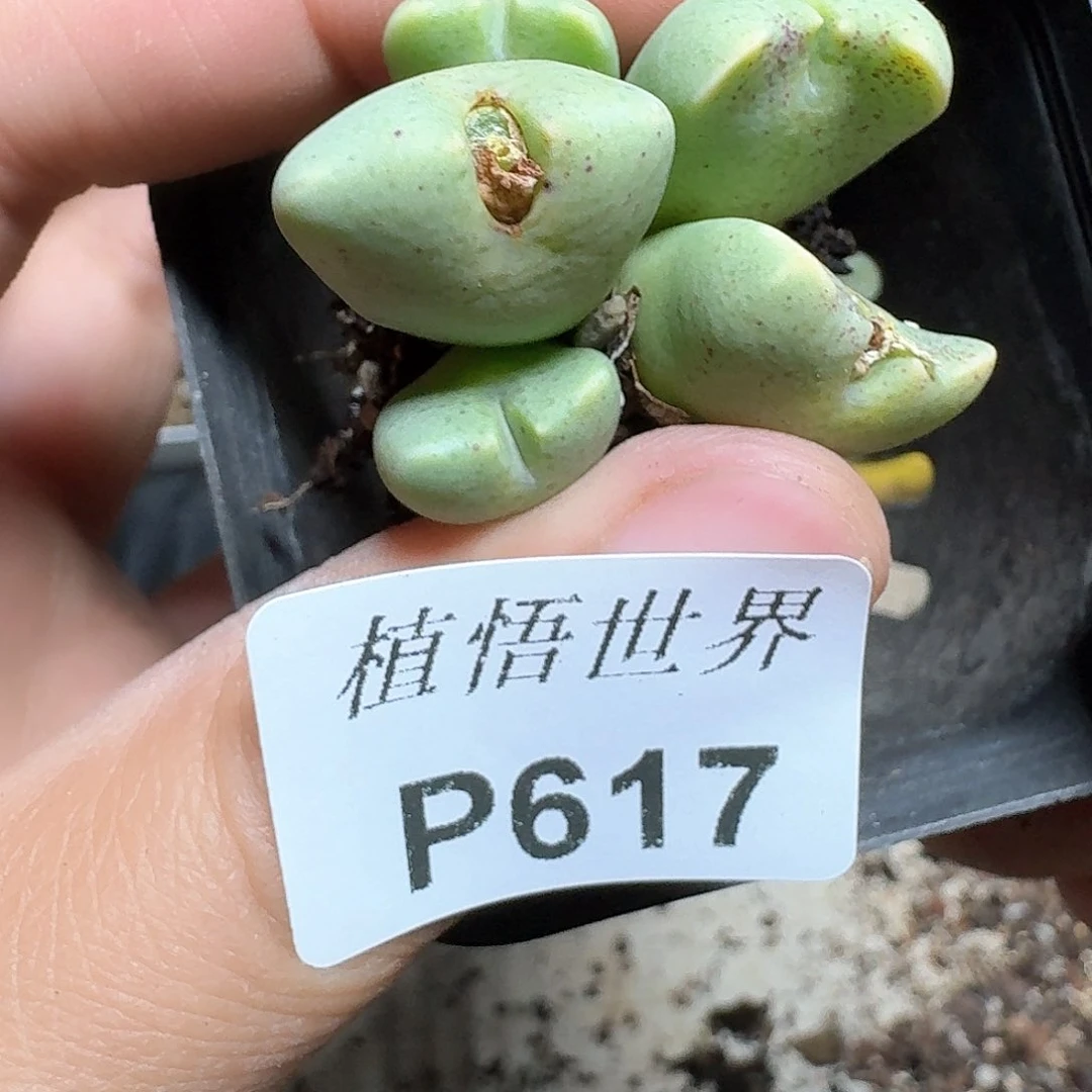 617号多肉植物哇f f