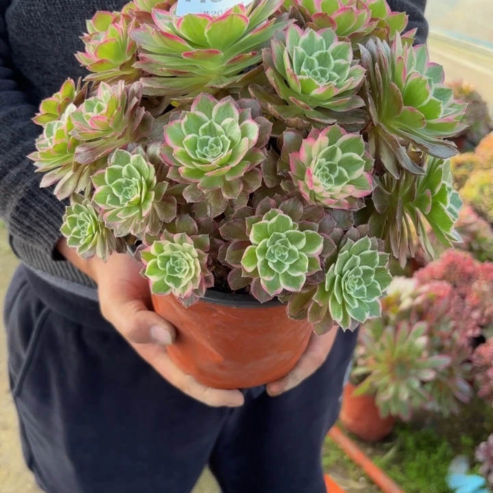 瑞妈，，。。。。673莲花，