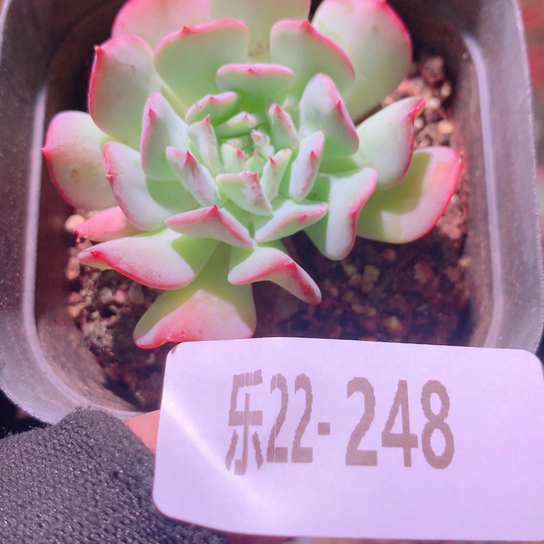 乐然22-248 飞行少年