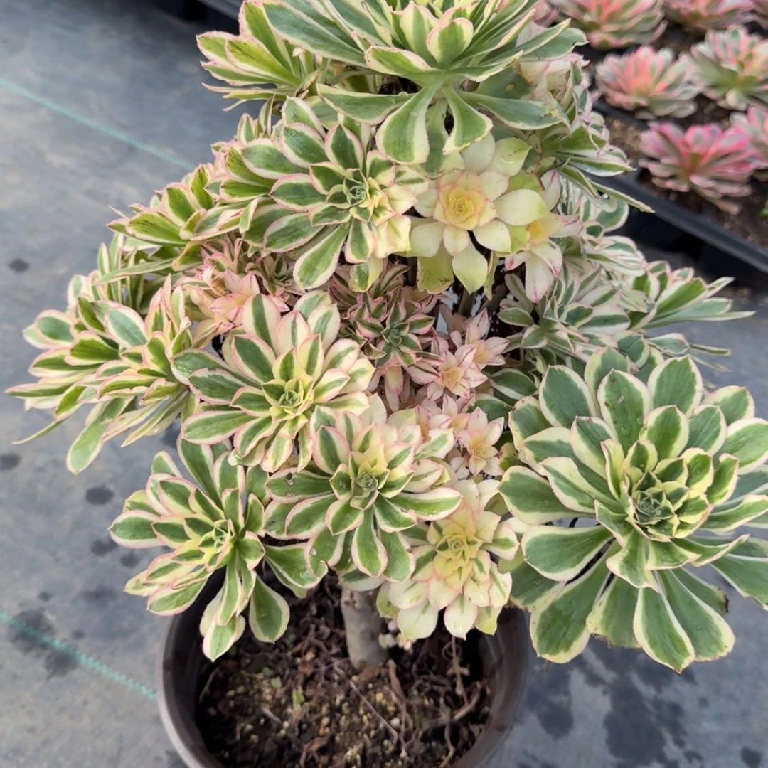 624多肉植物白兰地