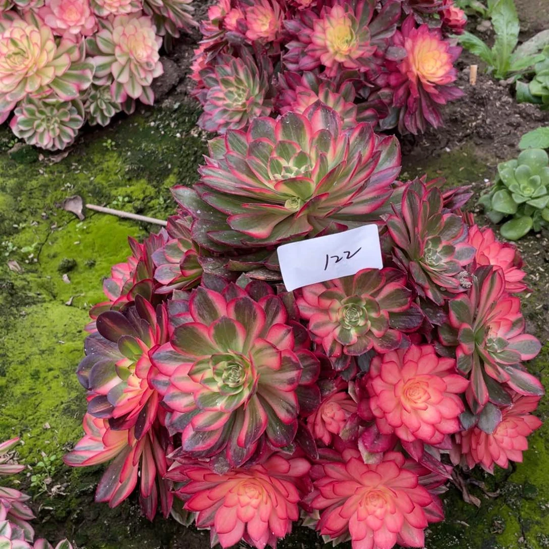 徽****云老五多肉122111111