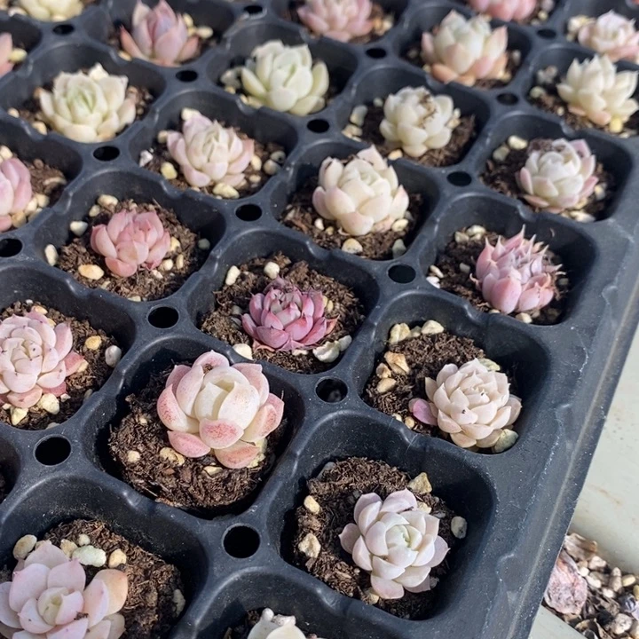 116 多肉植物盆栽花卉