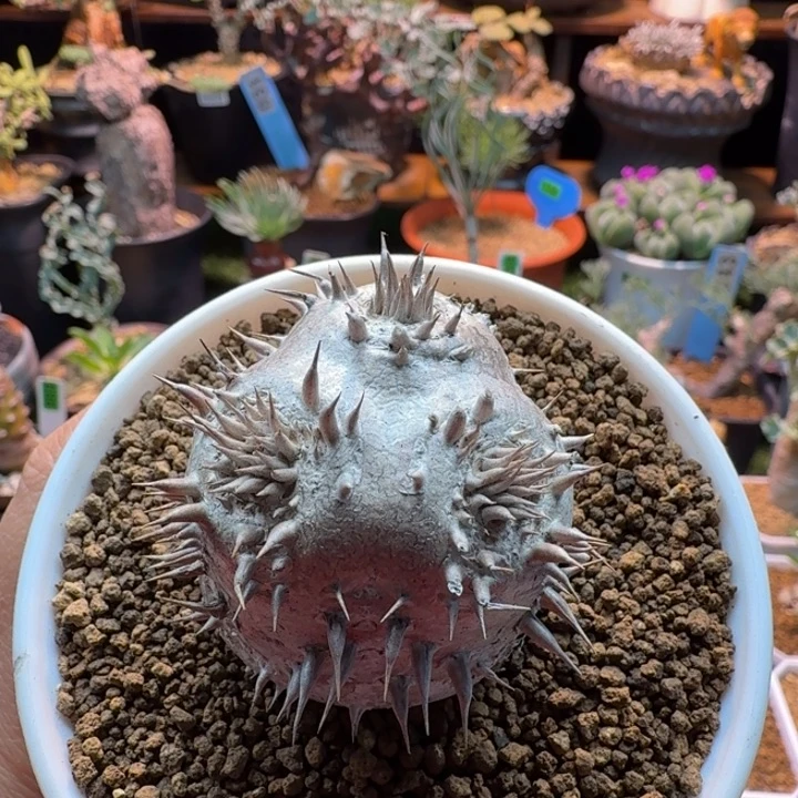 慧比大黑887 仙人掌