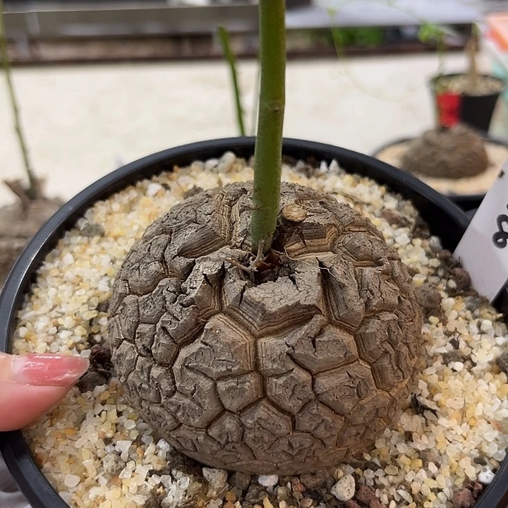 潮流植物龟甲龙6058