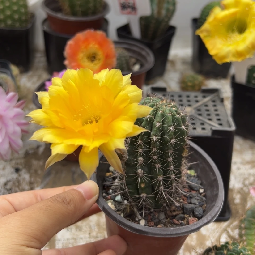 彩草金辉有根球10元