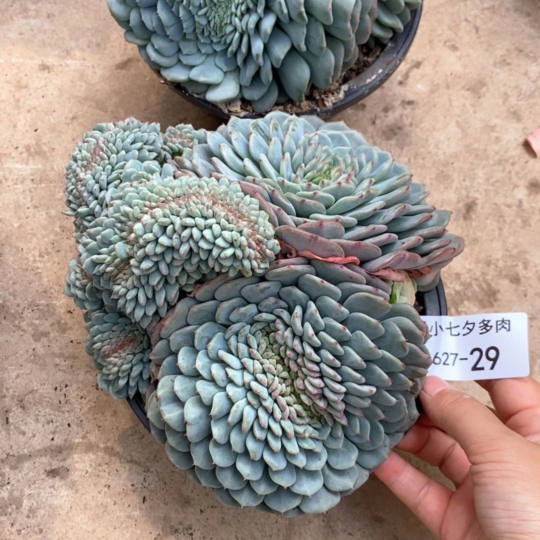 一***梨小七夕多肉白胖子缀29