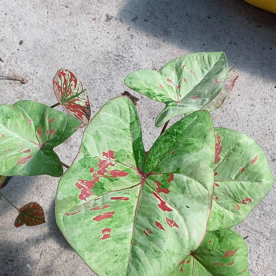 无花朵抹茶0605两只喵