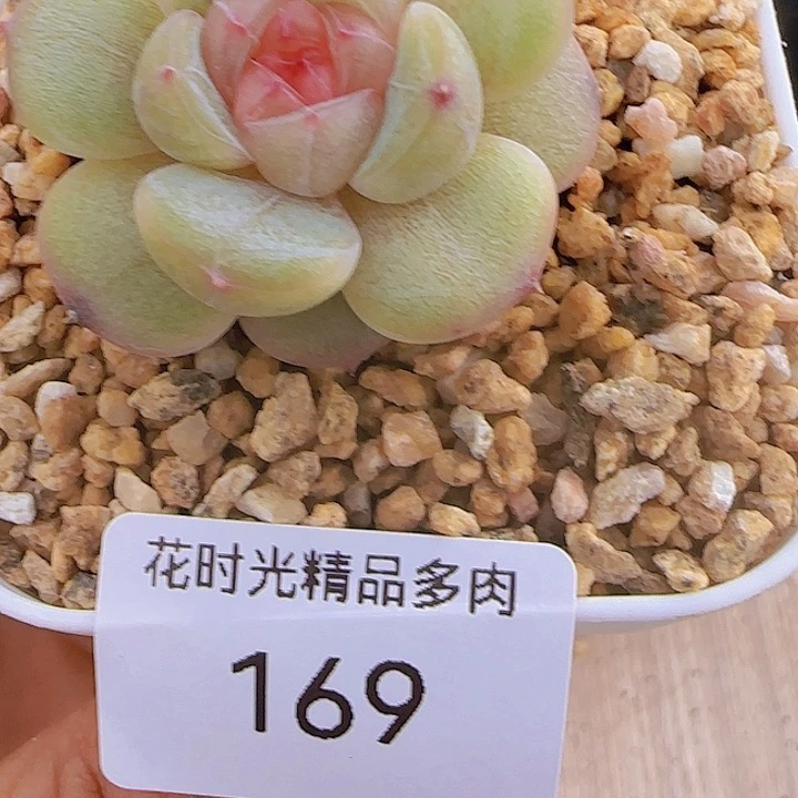 花时光精品多肉169