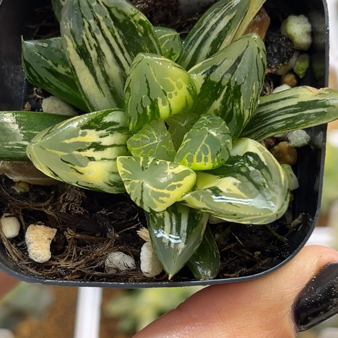 62极上斑花水晶玉露锦带仔福利专场