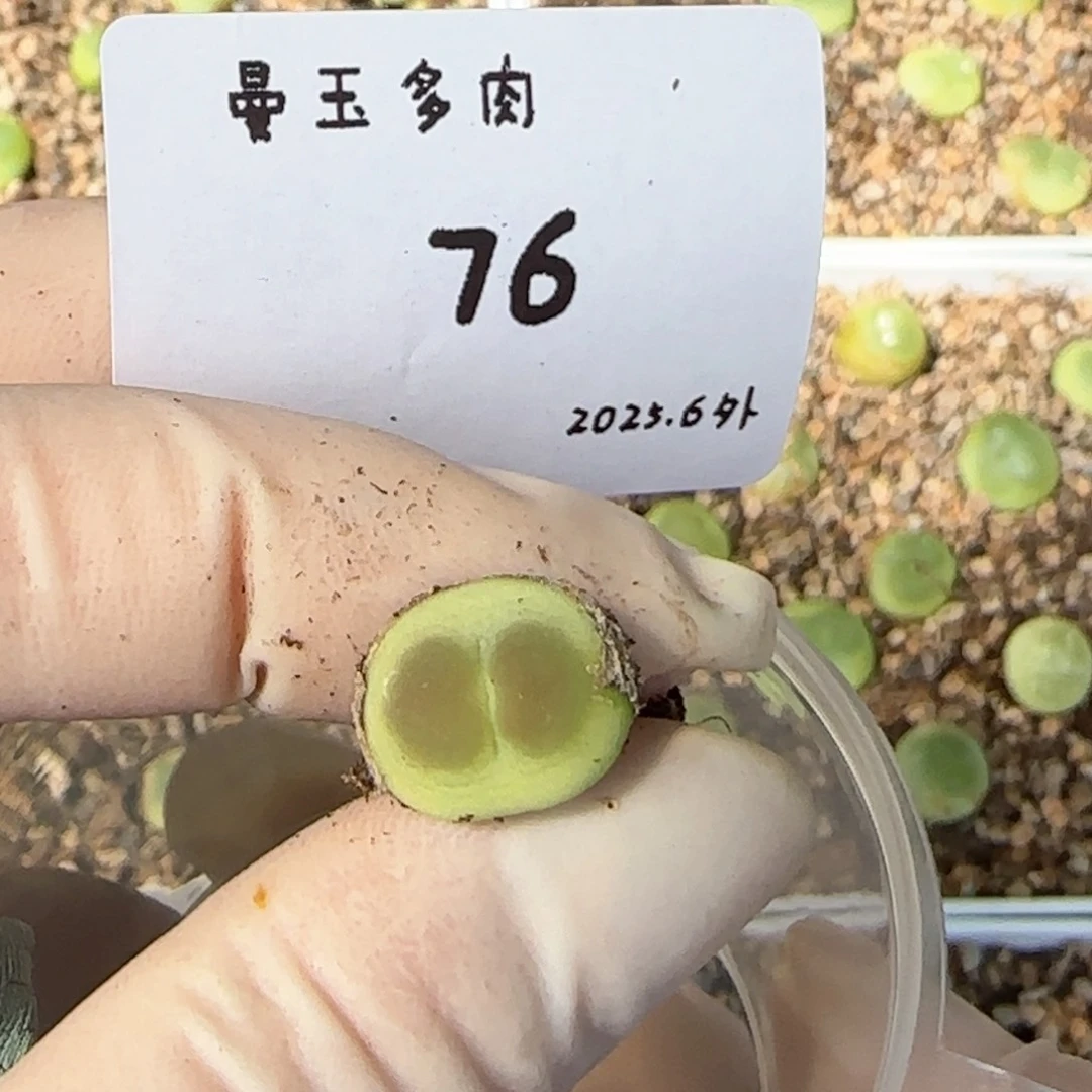 劳****?多肉多肉多肉6.3-076