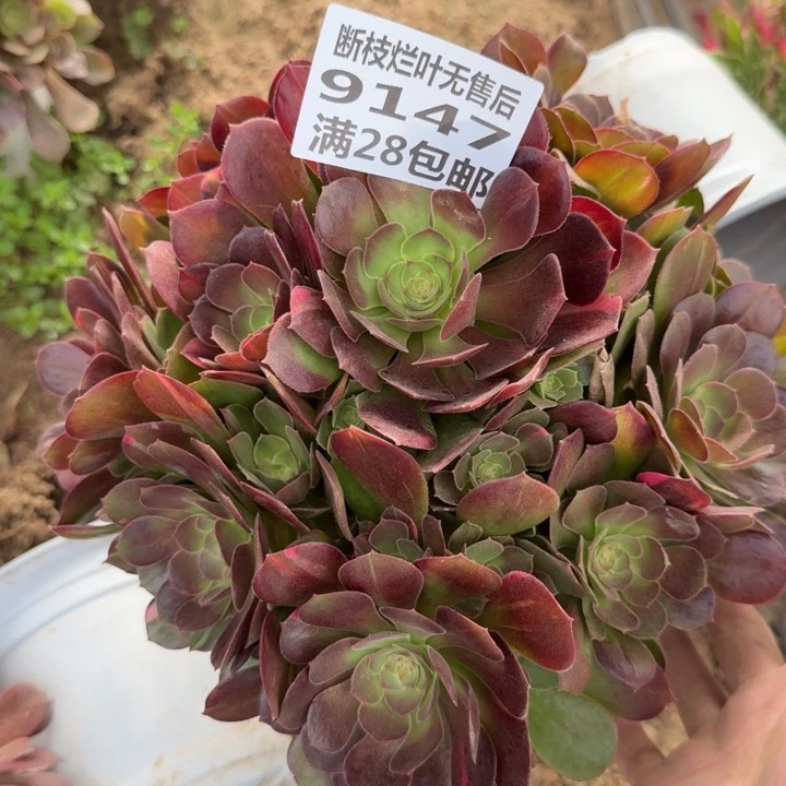 9147二号棚糖心七彩A