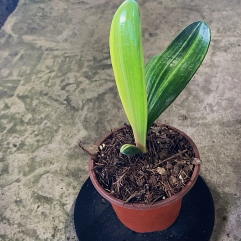 【闪购商品】无花朵云****.