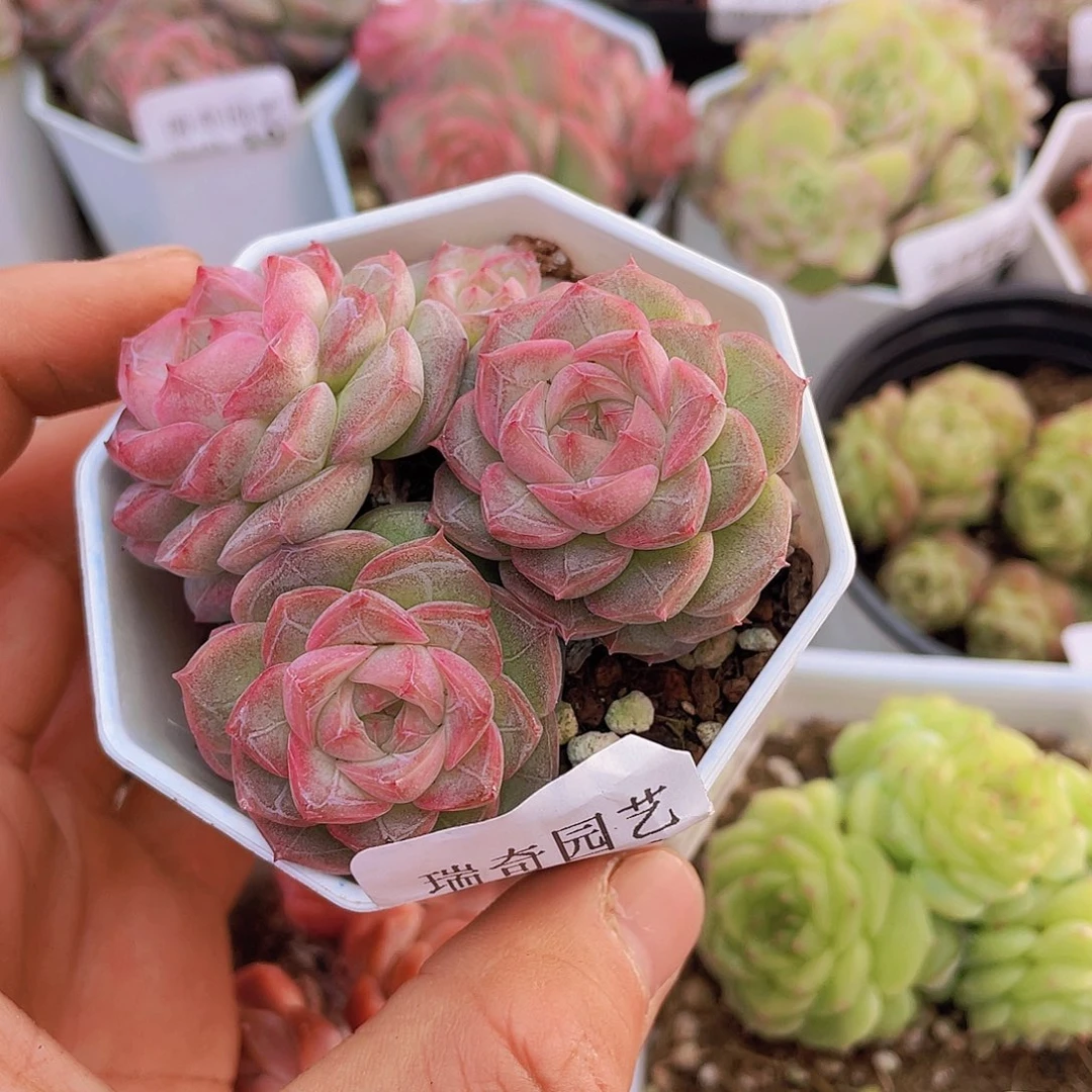 000000000000020量拍