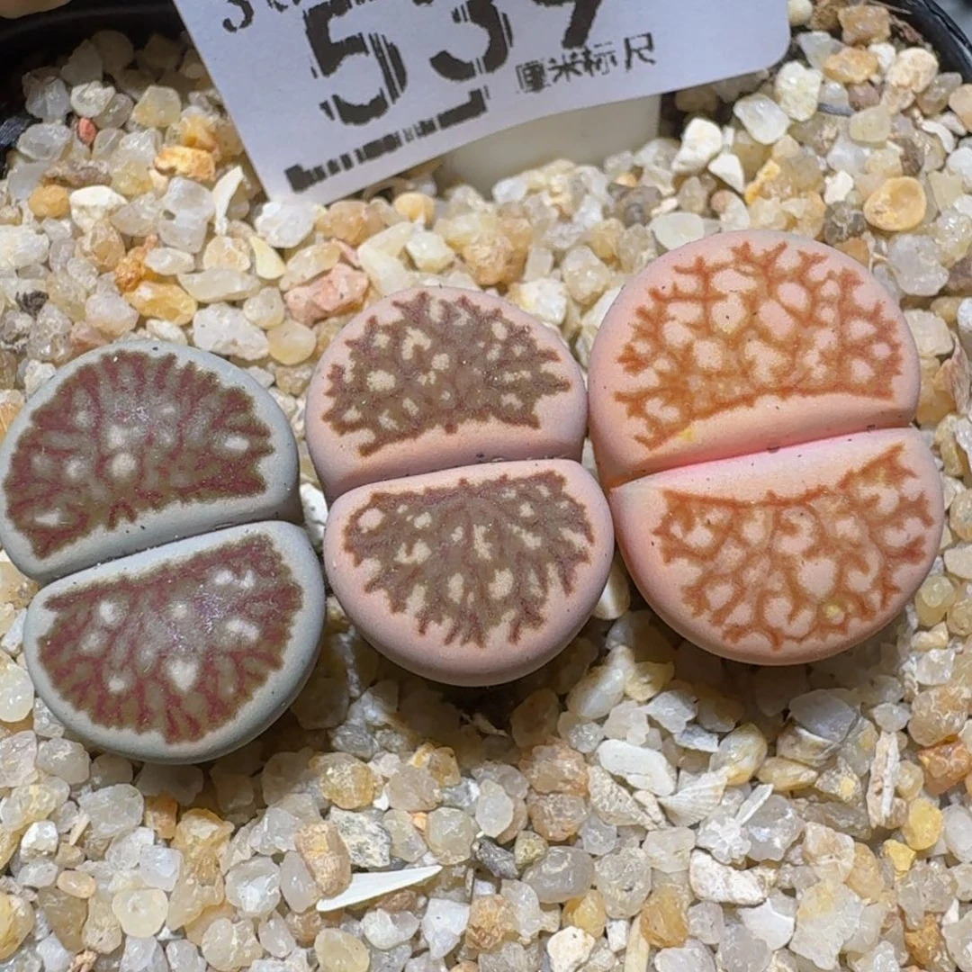 zzzzz精品生石花539
